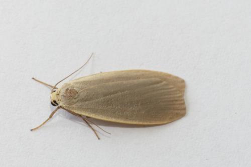 Eilema griseola